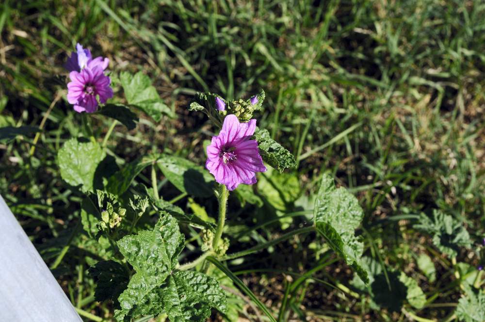 Malva sylvestris