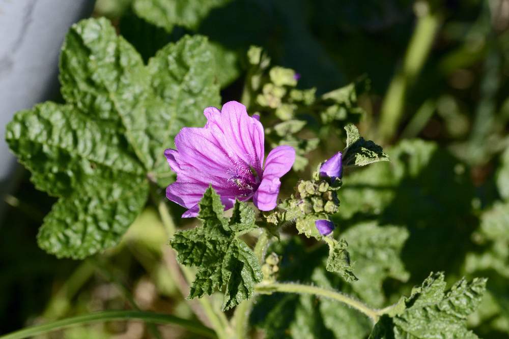 Malva sylvestris