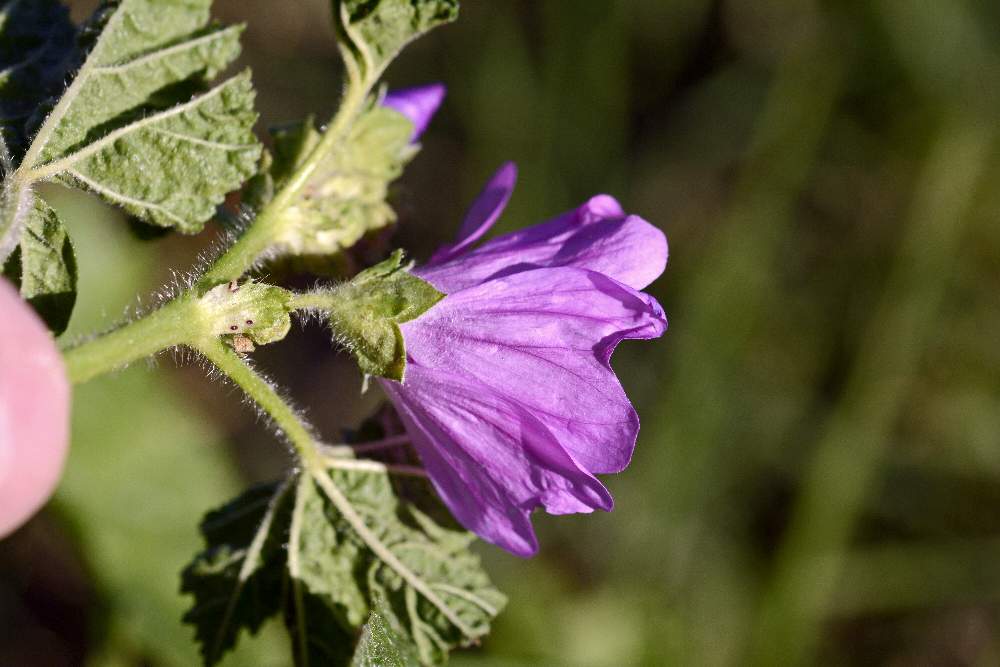 Malva sylvestris