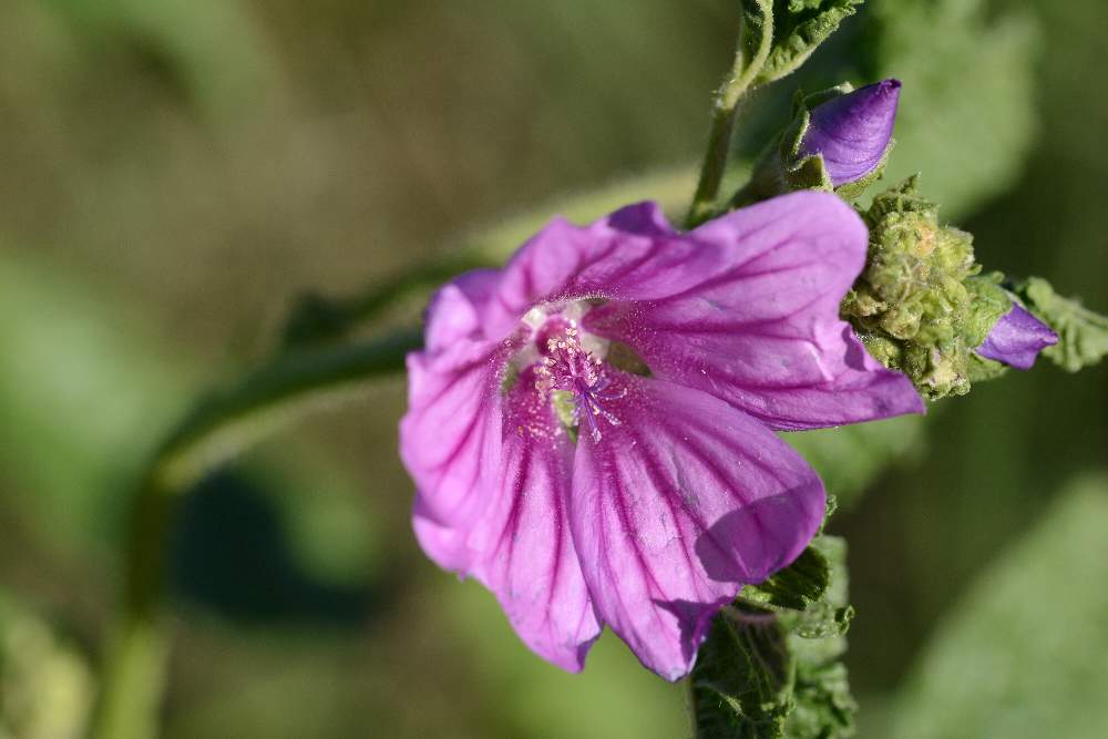 Malva sylvestris