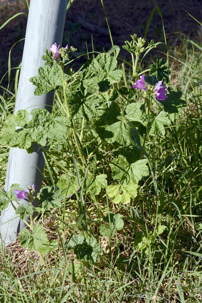 Malva sylvestris