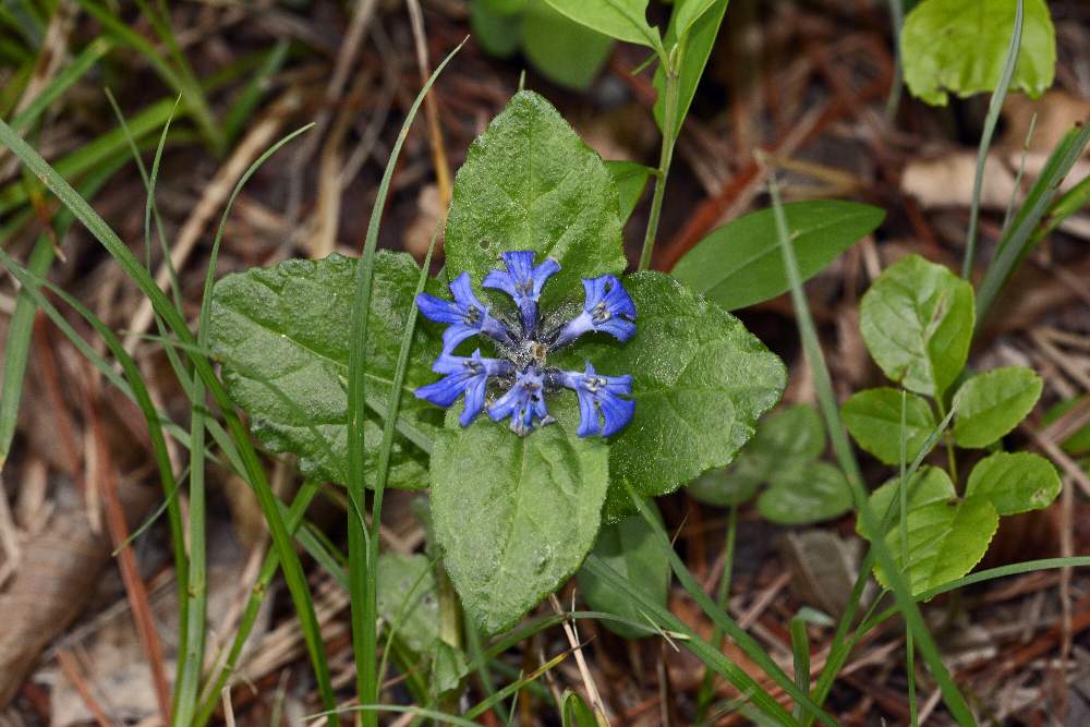 Fiore azzurro da id. - Ajuga sp.