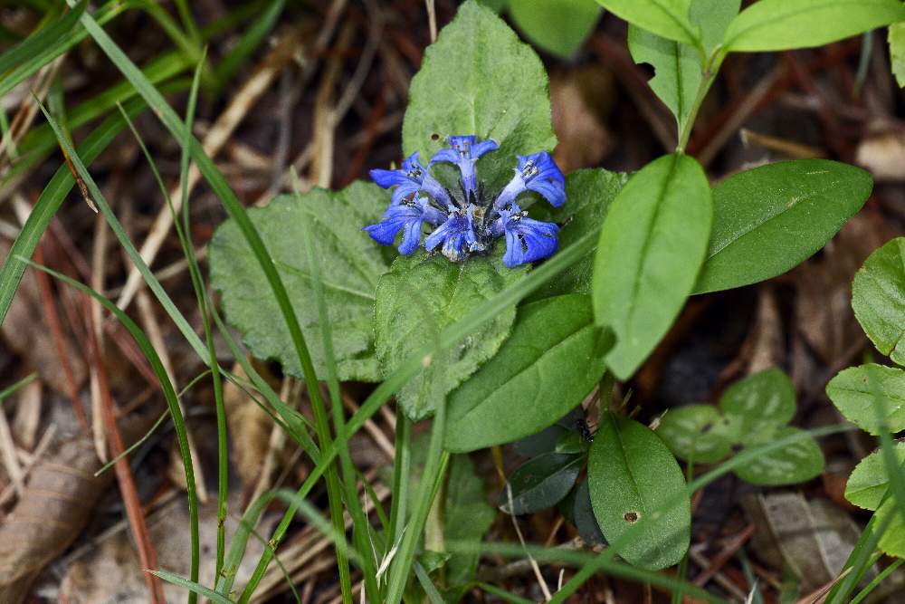 Fiore azzurro da id. - Ajuga sp.