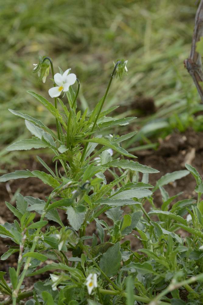 Viola cfr. arvensis