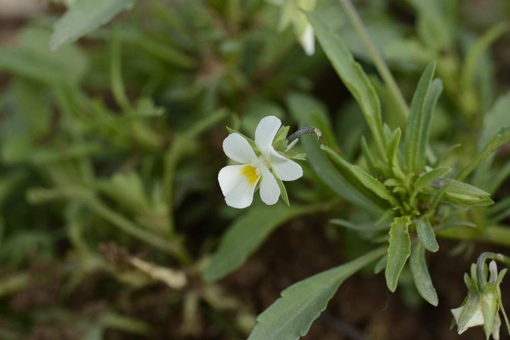 Viola cfr. arvensis