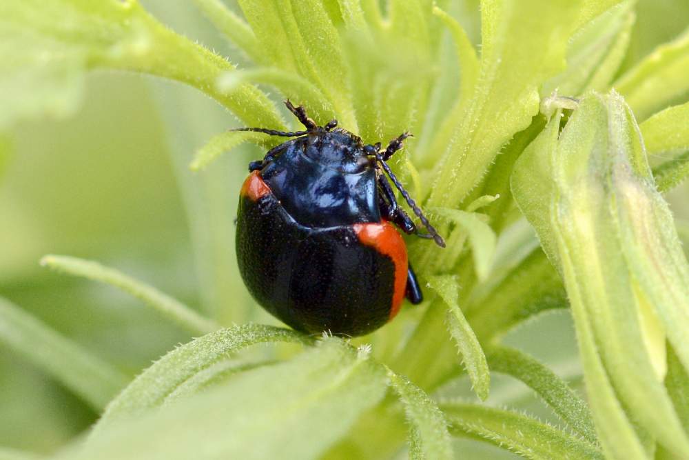 Chrysolina rossia, Chrysomelidae