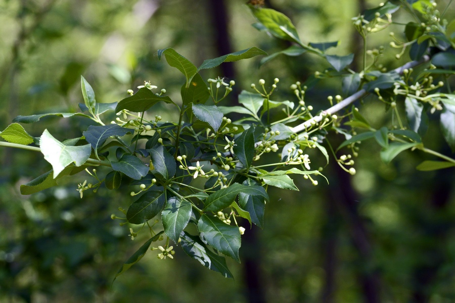 Euonymus europaeus / Fusaria comune, Berretto da prete