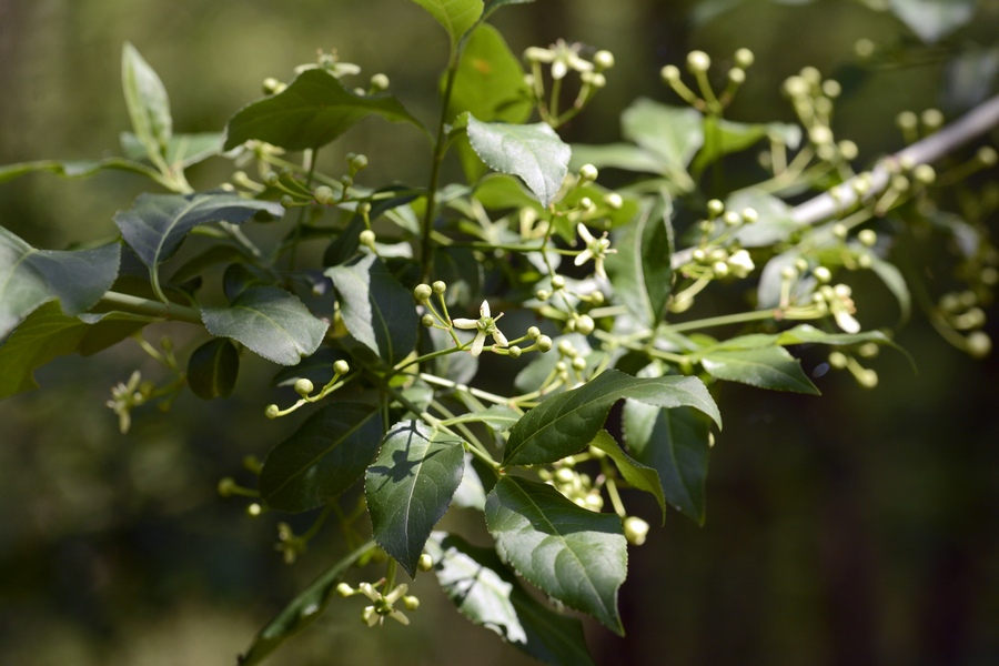 Euonymus europaeus / Fusaria comune, Berretto da prete