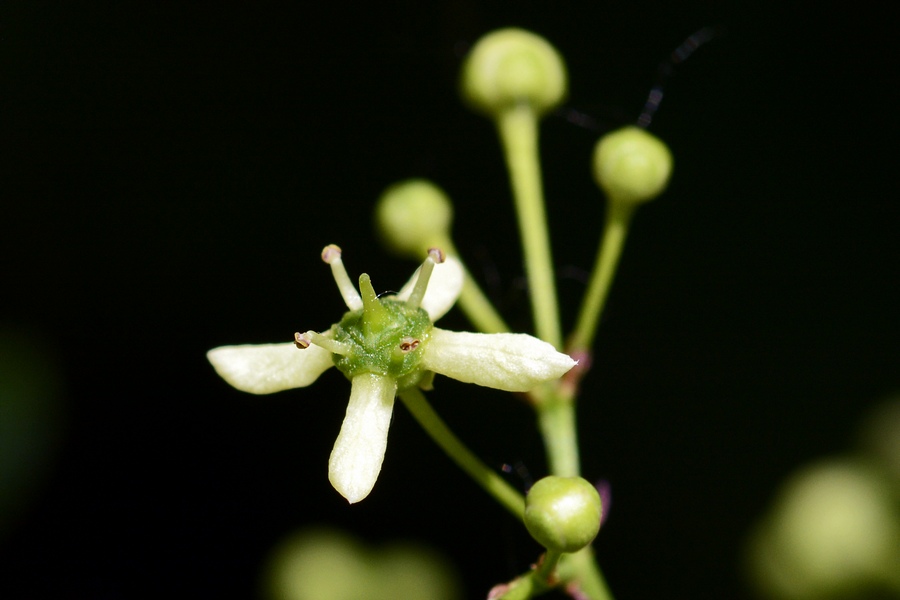 Euonymus europaeus / Fusaria comune, Berretto da prete