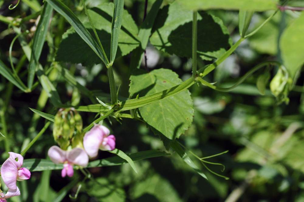 Lathyrus sylvestris