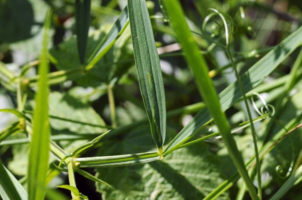 Lathyrus sylvestris