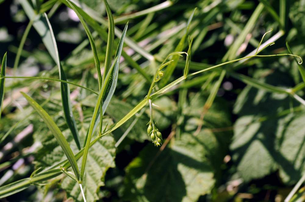 Lathyrus sylvestris