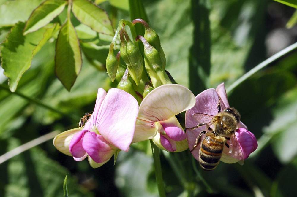 Lathyrus sylvestris