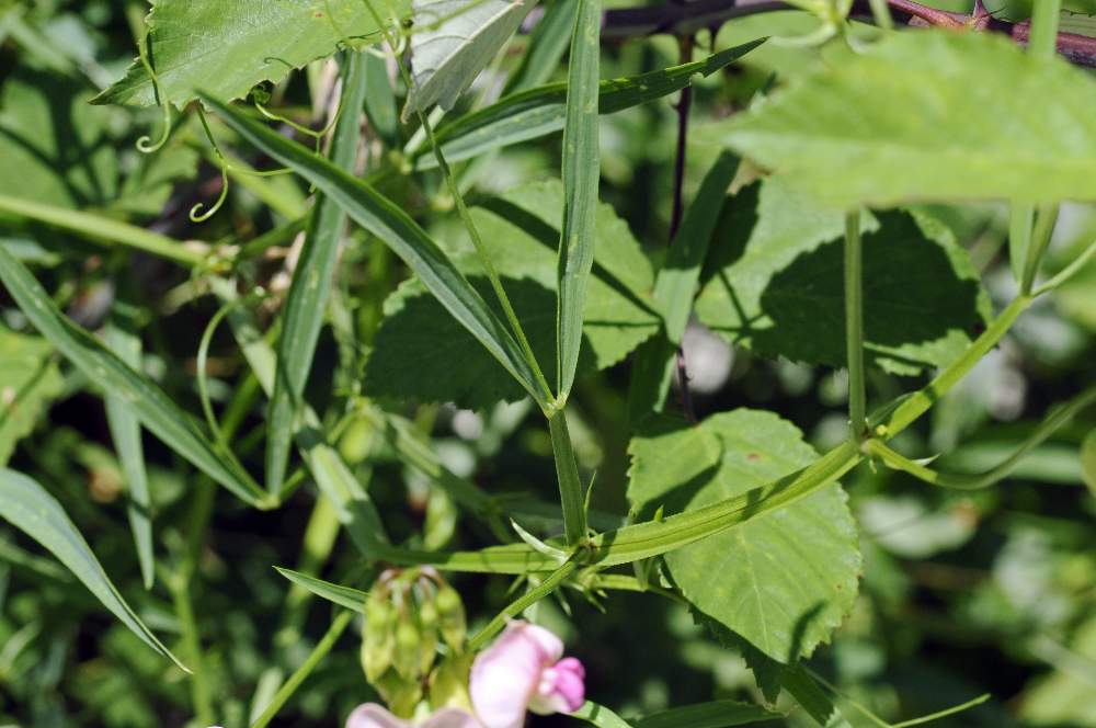 Lathyrus sylvestris