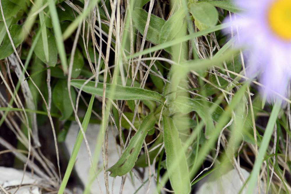 Aster alpinus / Astro alpino