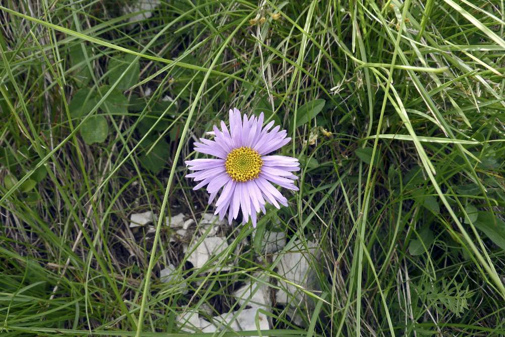 Aster alpinus / Astro alpino