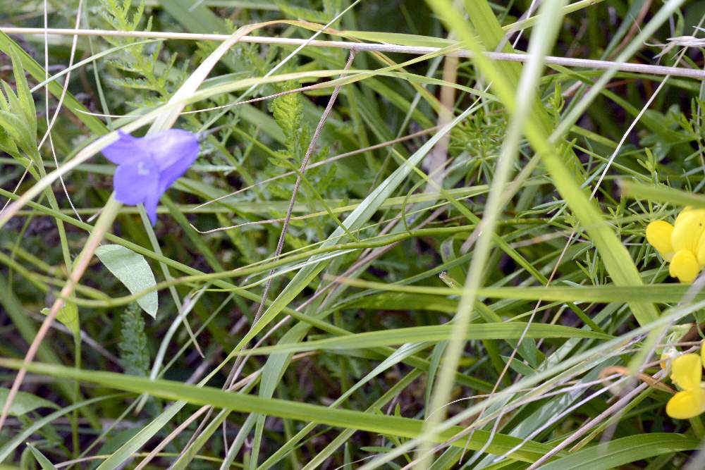 Campanula scheuchzeri