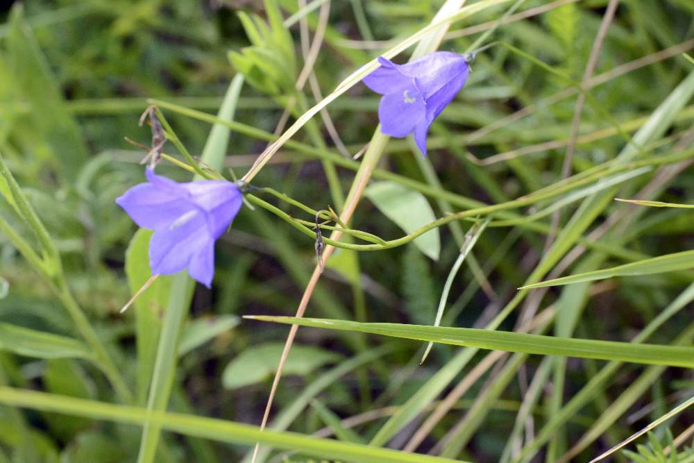 Campanula scheuchzeri