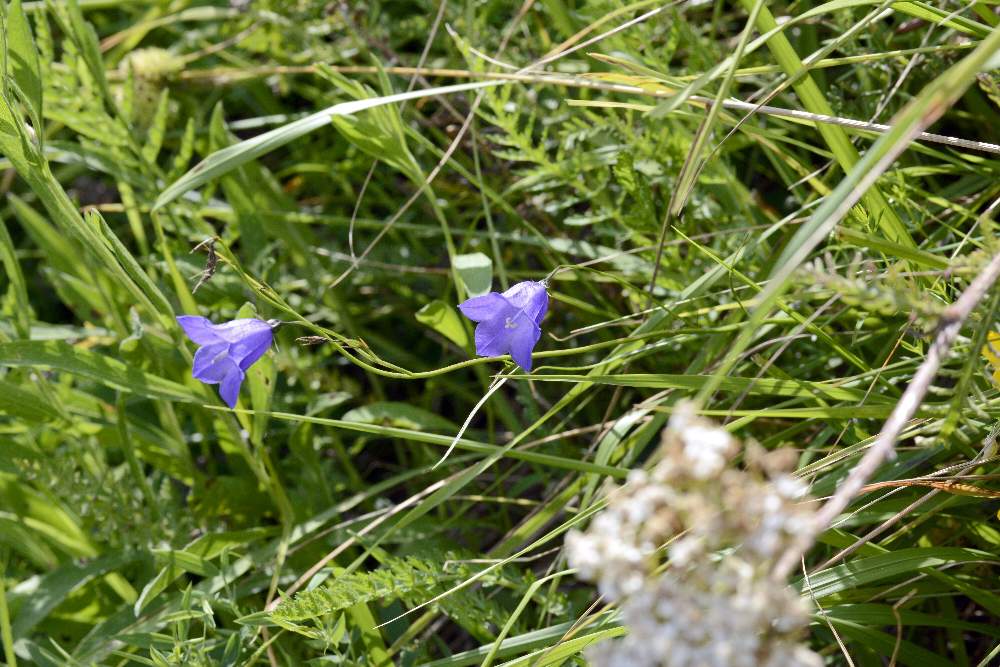 Campanula scheuchzeri