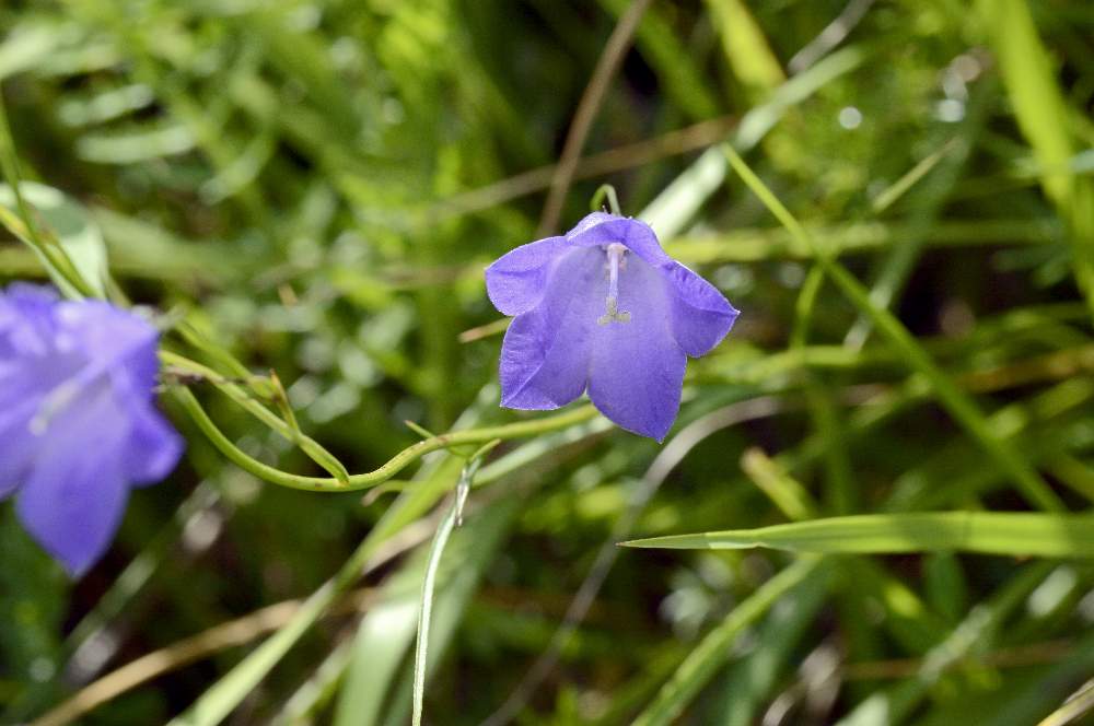 Campanula scheuchzeri