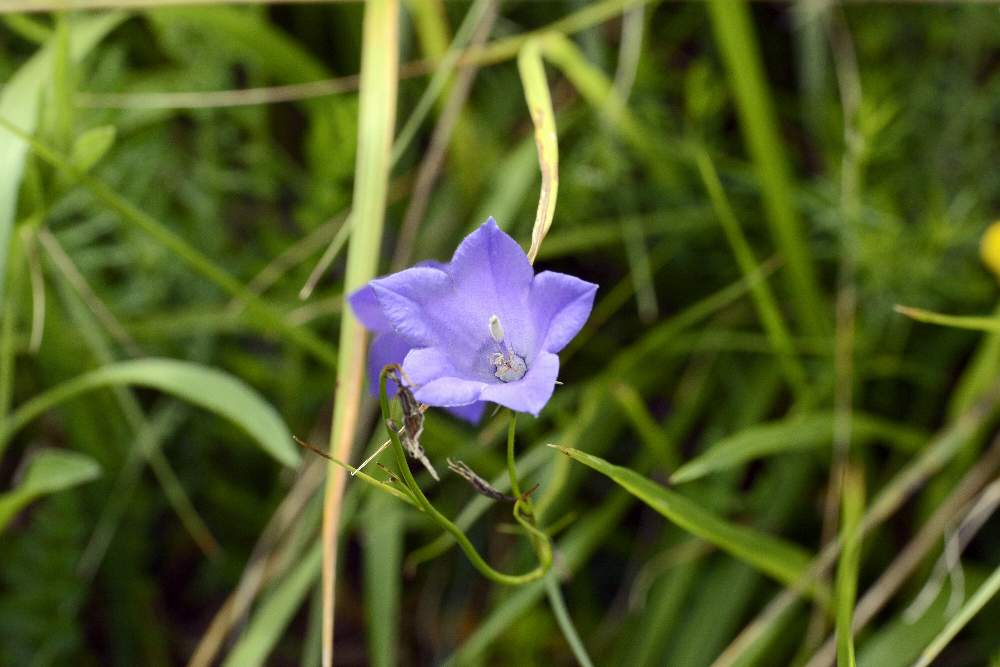 Campanula scheuchzeri