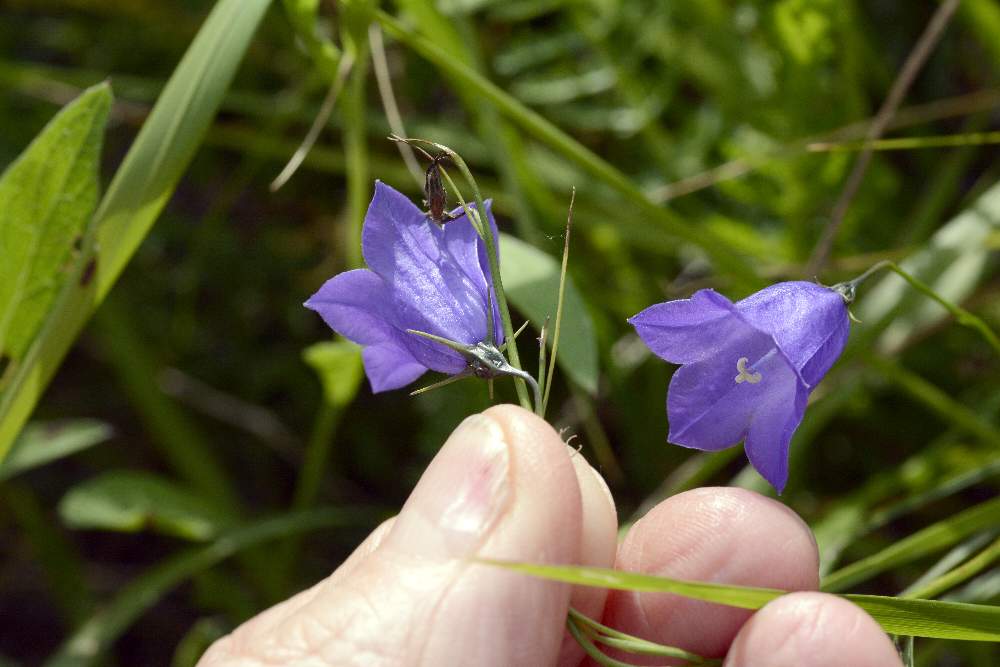 Campanula scheuchzeri