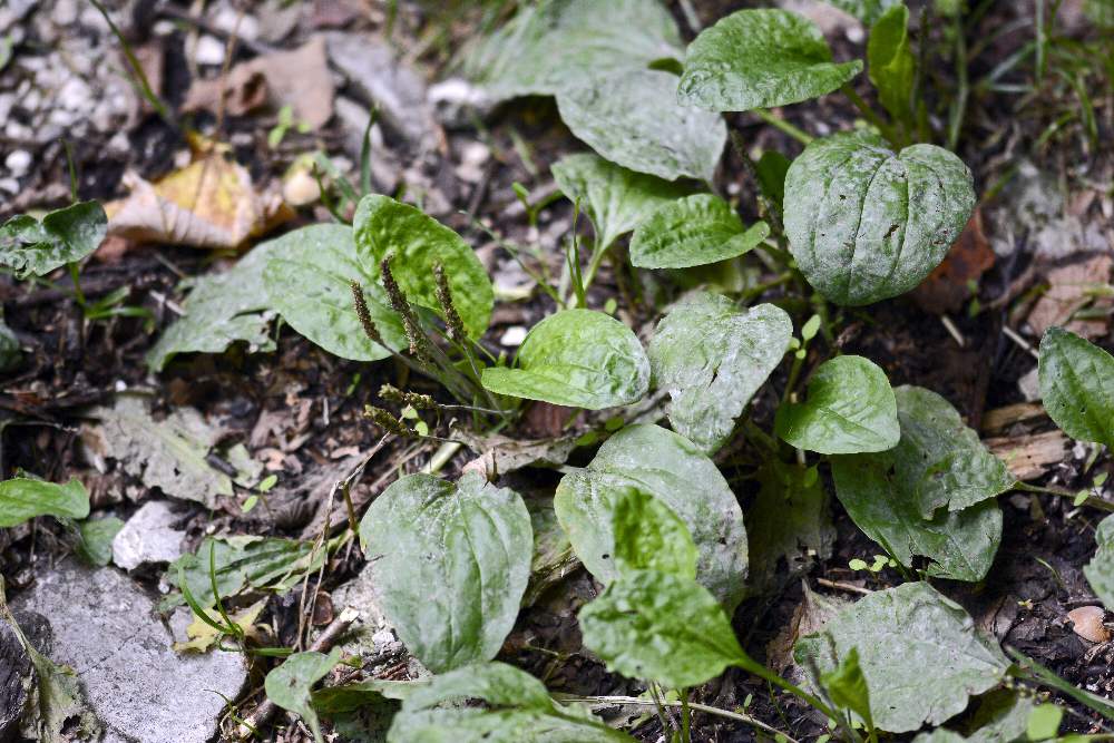 Plantago major / Piantaggine maggiore