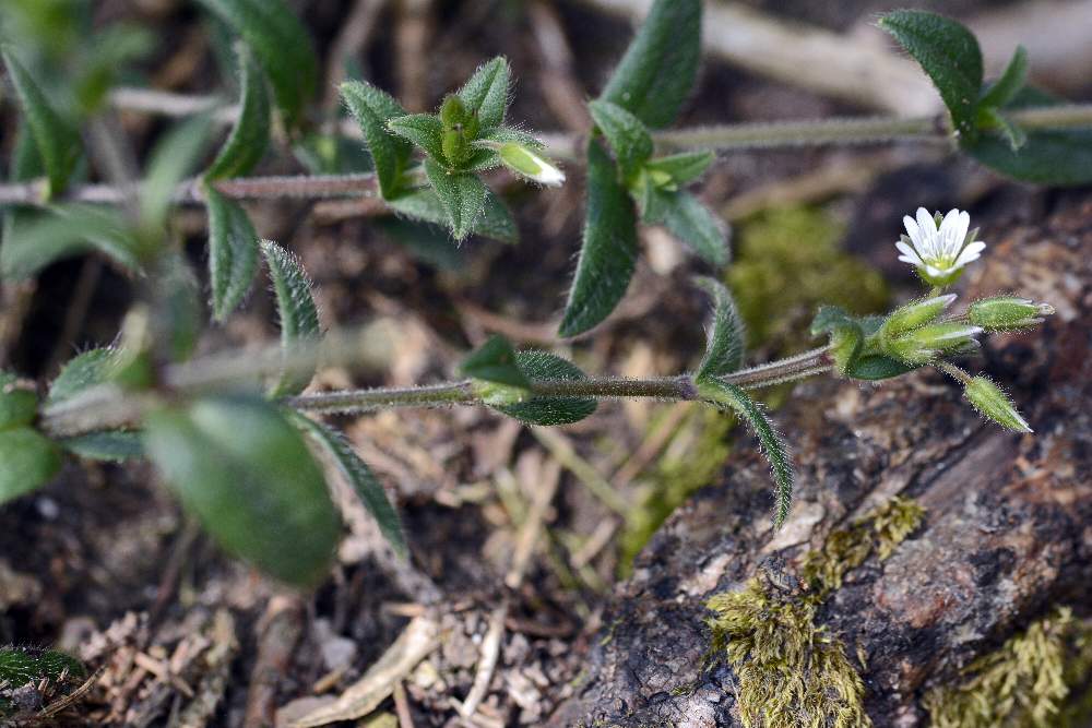 Stellaria sp. ?   No,  Cerastium holosteoides