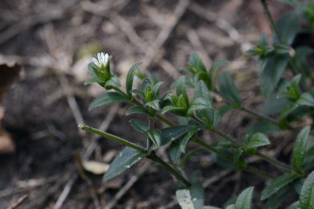 Stellaria sp. ?   No,  Cerastium holosteoides