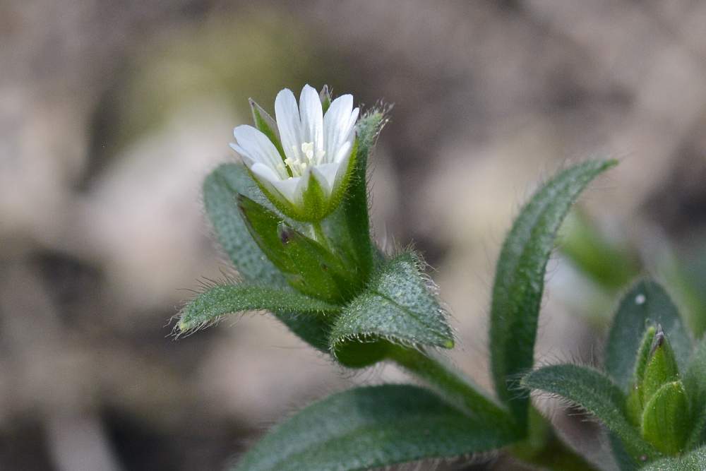 Stellaria sp. ?   No,  Cerastium holosteoides