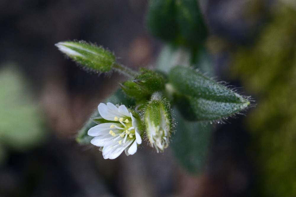 Stellaria sp. ?   No,  Cerastium holosteoides