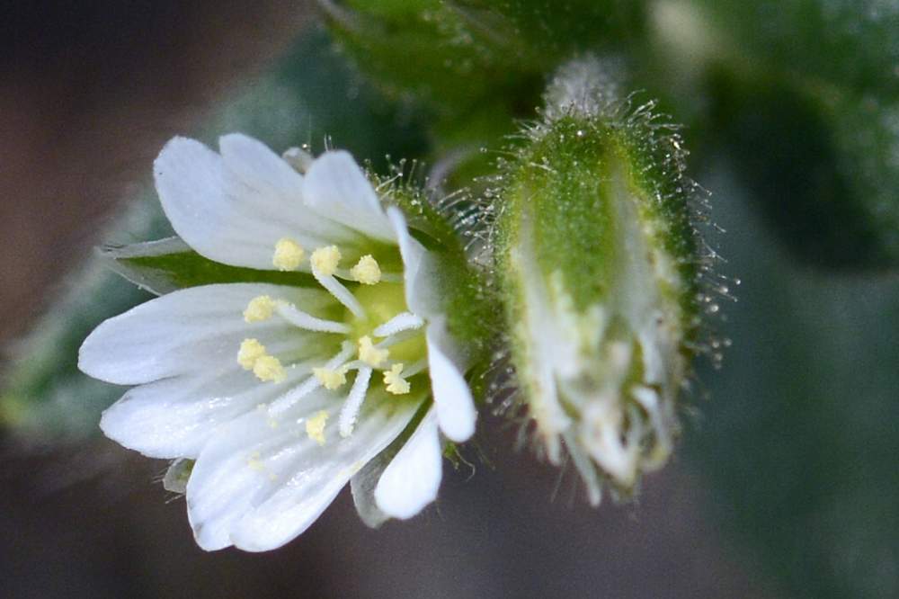 Stellaria sp. ?   No,  Cerastium holosteoides