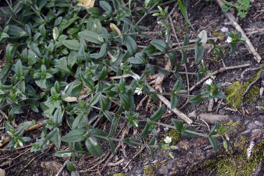 Stellaria sp. ?   No,  Cerastium holosteoides