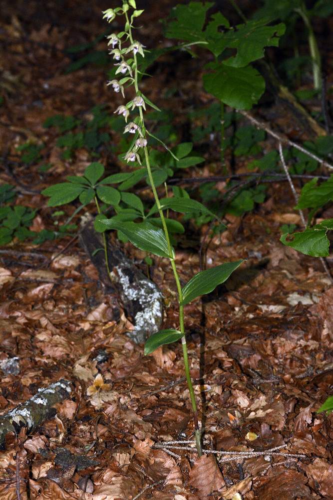 Epipactis neglecta