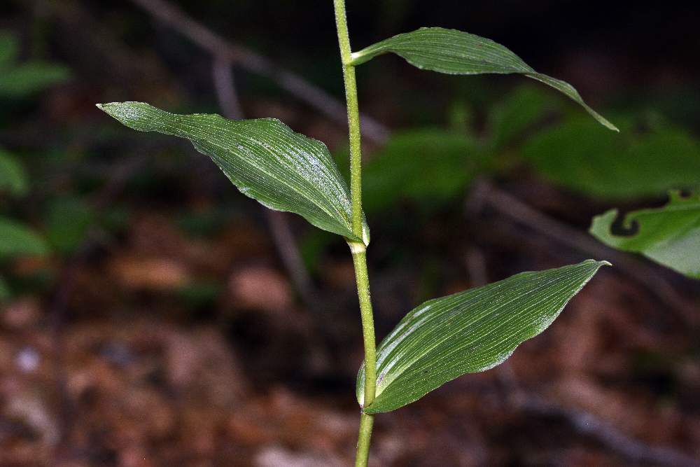 Epipactis neglecta