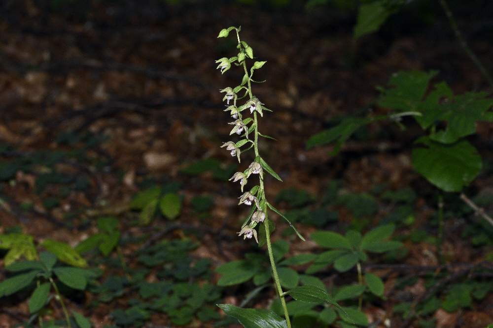 Epipactis neglecta