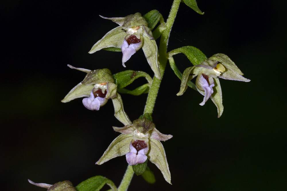 Epipactis neglecta