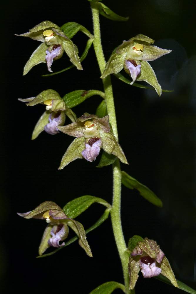 Epipactis neglecta