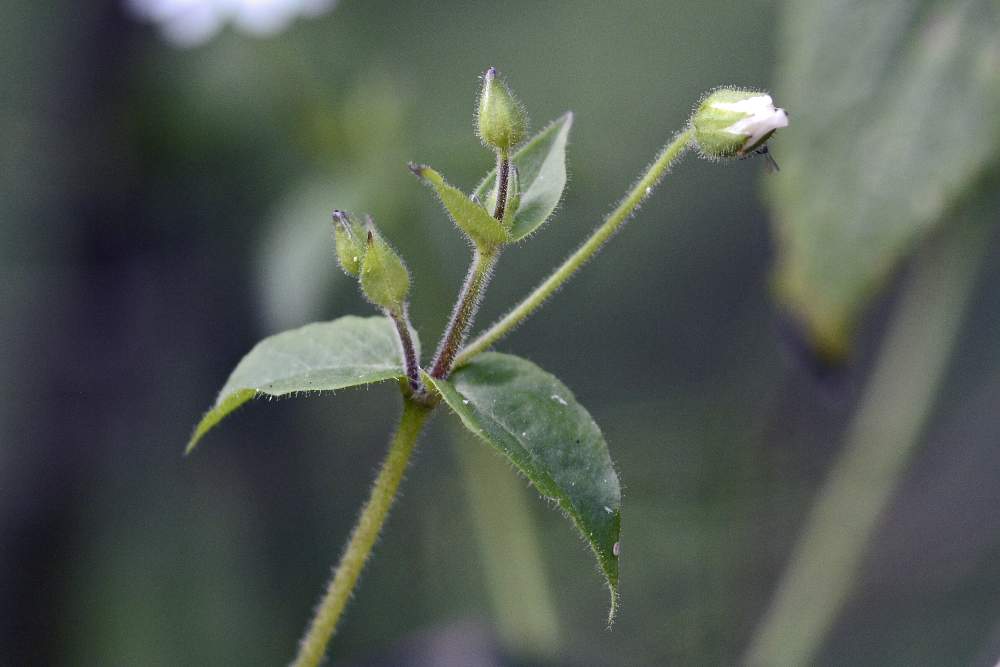 Stellaria neglecta