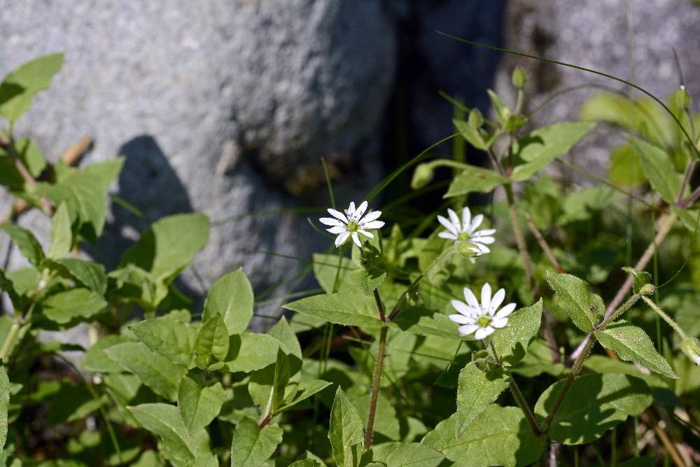 Stellaria neglecta