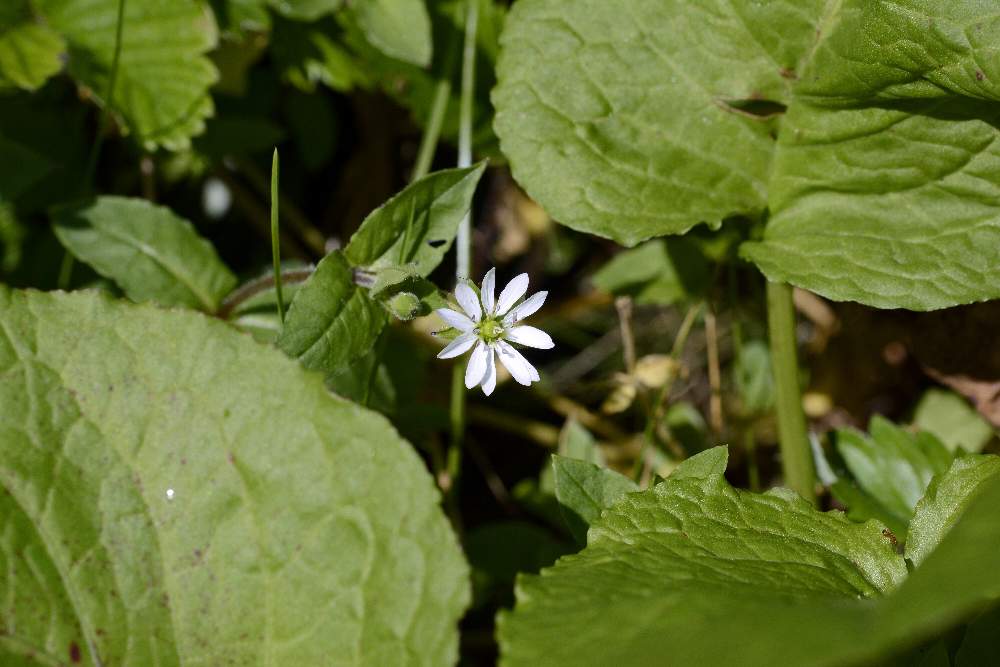 Stellaria neglecta