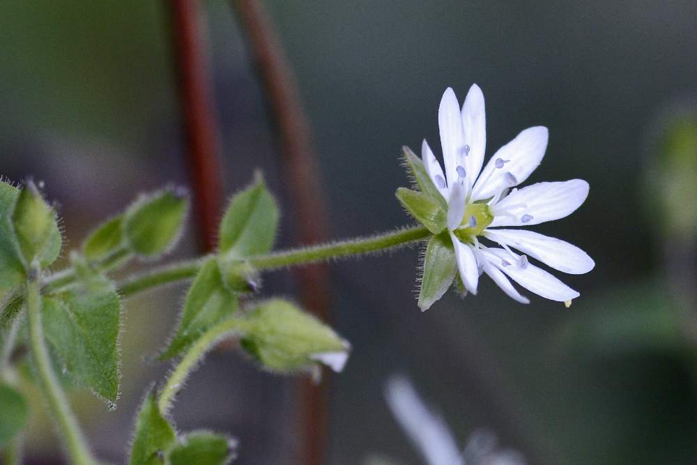 Stellaria neglecta