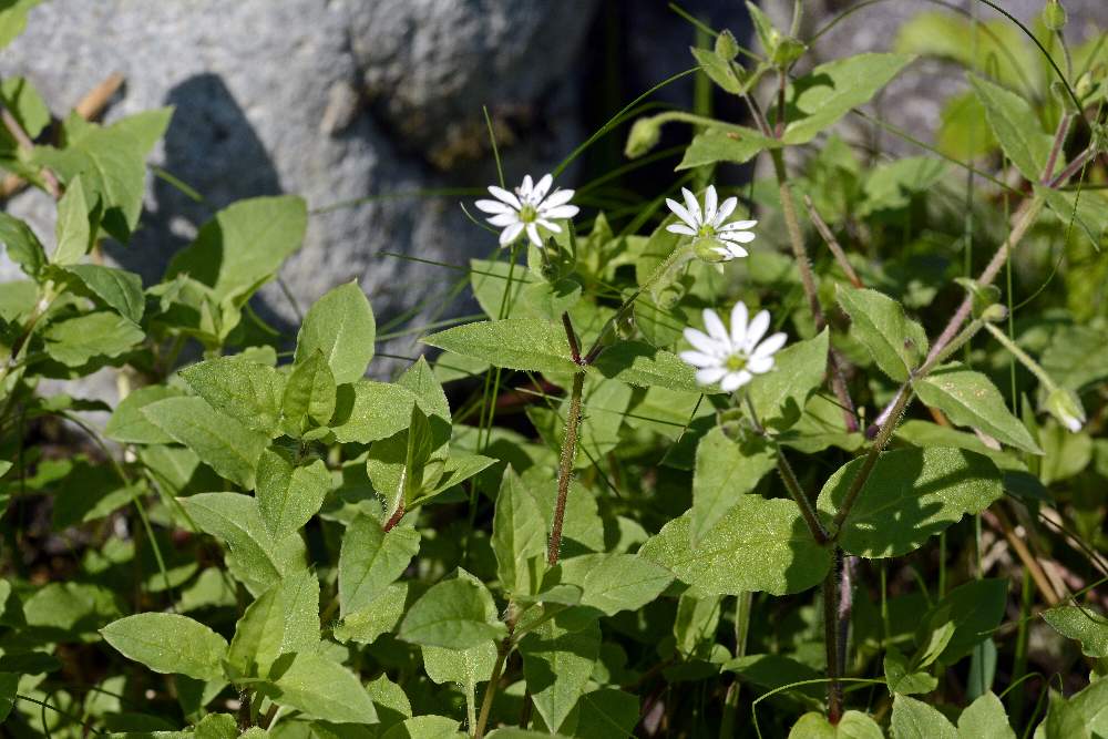 Stellaria neglecta