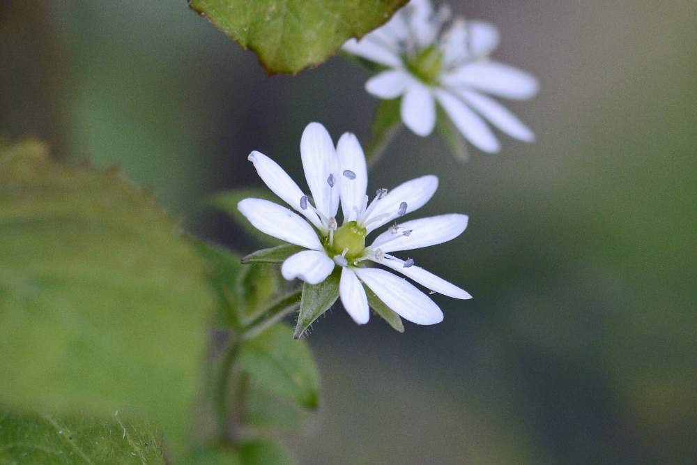 Stellaria neglecta