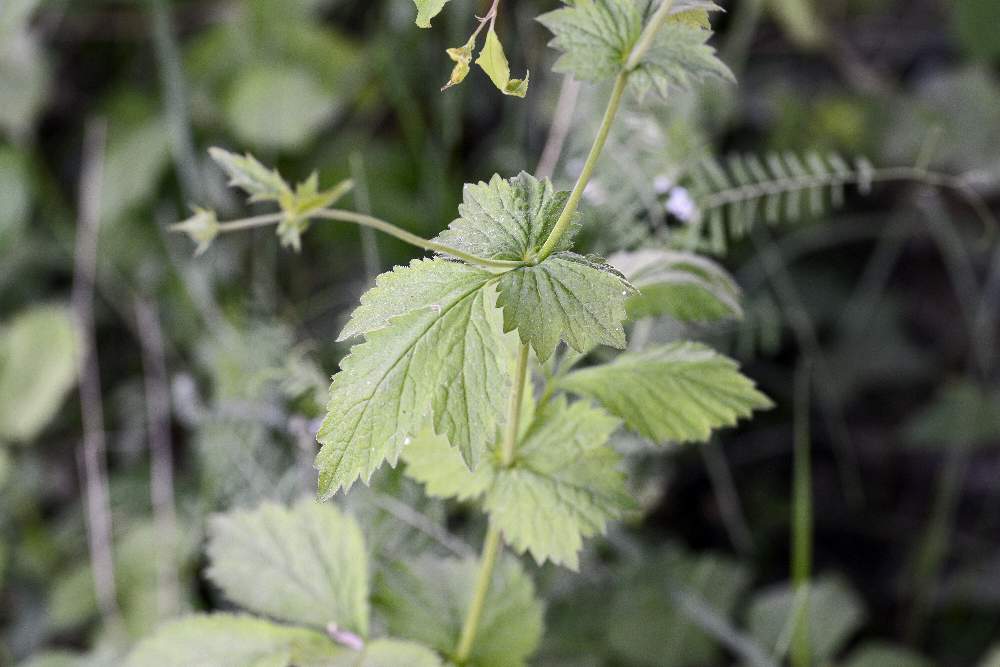 Ranuncolo ?  No, Geum urbanum (Rosaceae)