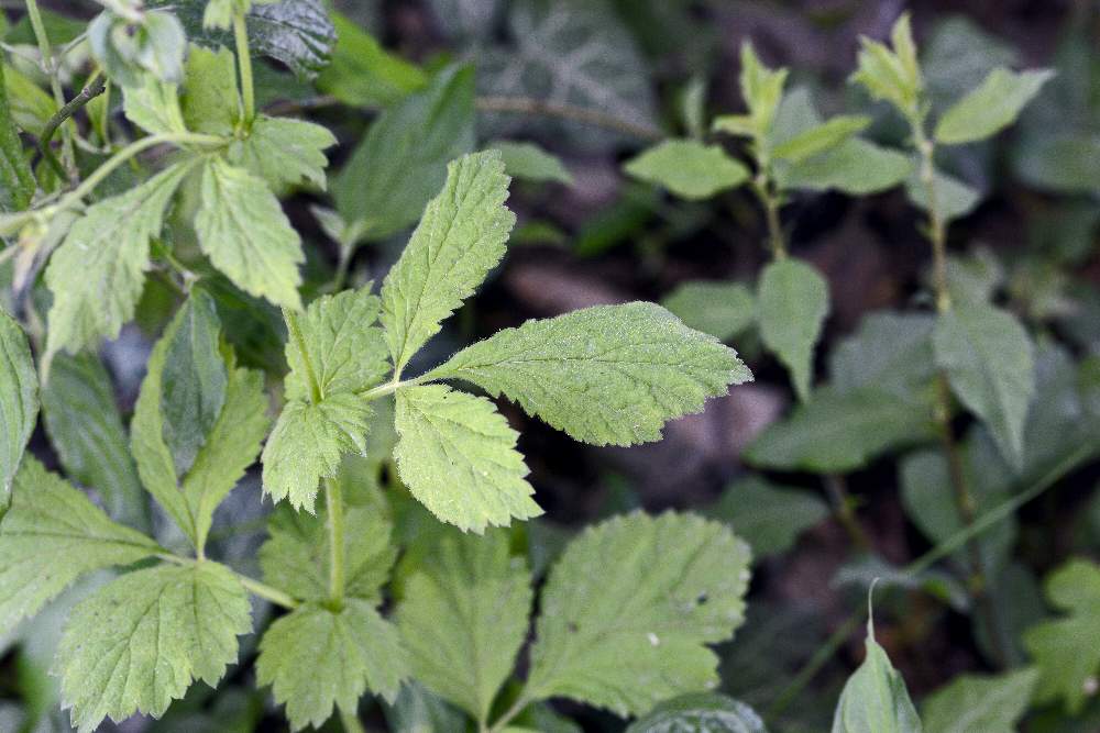 Ranuncolo ?  No, Geum urbanum (Rosaceae)