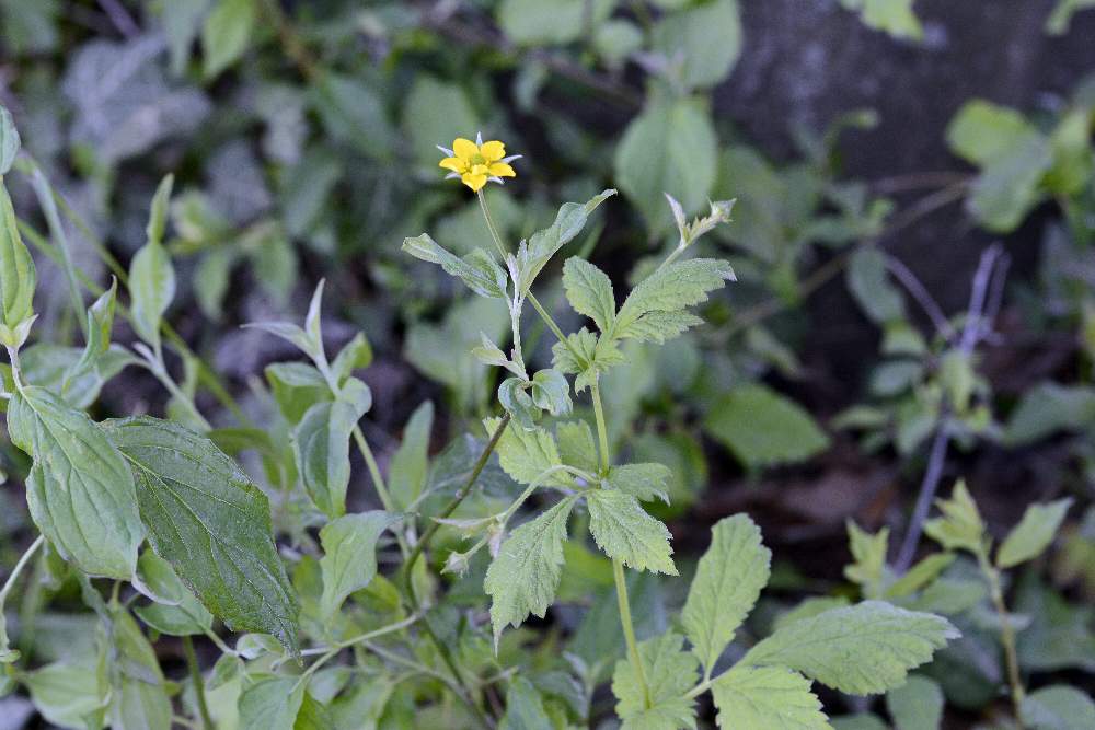 Ranuncolo ?  No, Geum urbanum (Rosaceae)