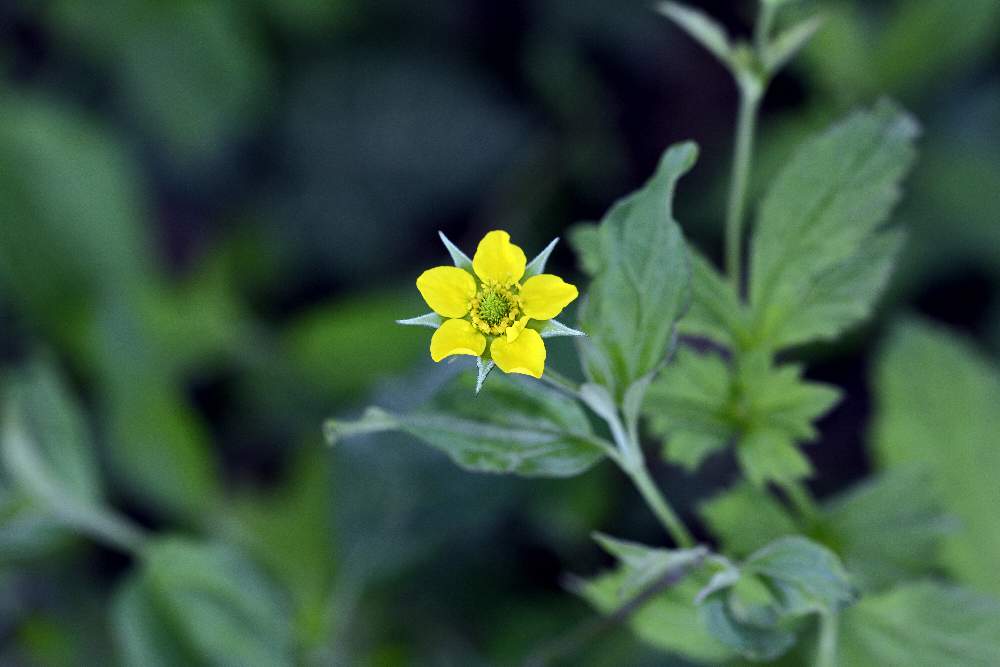 Ranuncolo ?  No, Geum urbanum (Rosaceae)