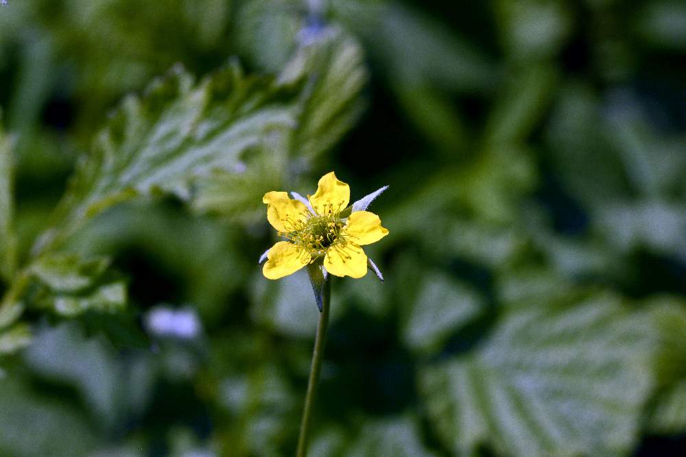 Ranuncolo ?  No, Geum urbanum (Rosaceae)