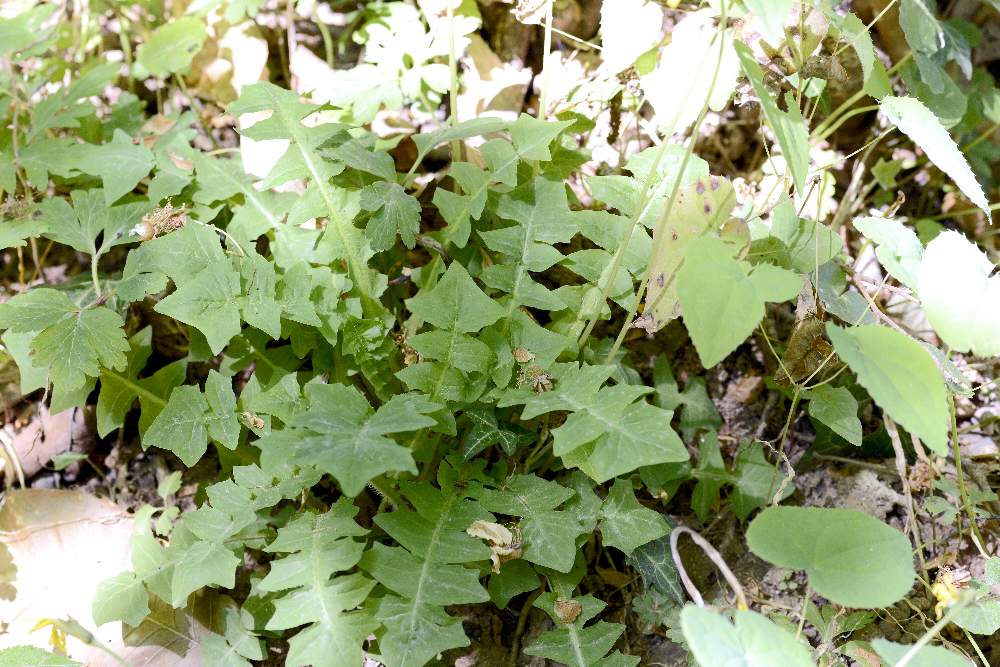 Asteraceae:  Aposeris foetida / Lattuga fetida